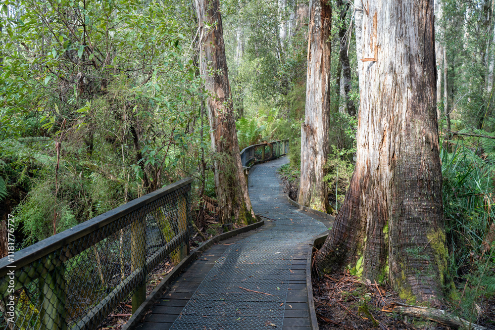 Obraz premium boardwalk in a national park in australia