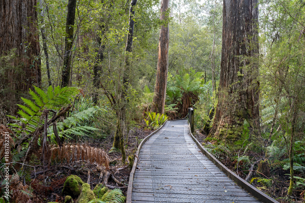 Obraz premium boardwalk in a national park in australia
