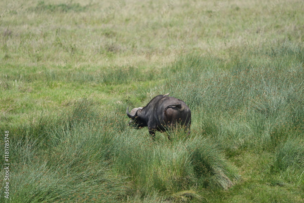 buffalo walking through high grass in the serengeti national park buffalo walking through high grass in the serengeti national park