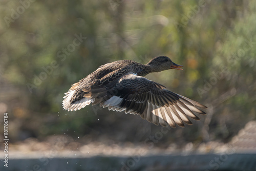 Gadwall in the flight. The gadwall (Mareca strepera) is a widespread dabbling duck in the family Anatidae. photo