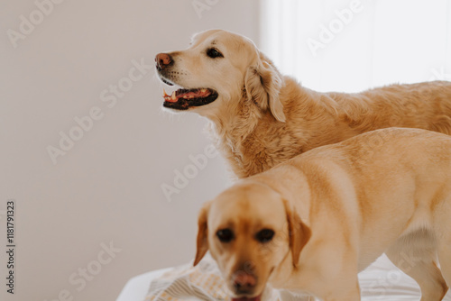 Dogs standing on top of the bed. photo