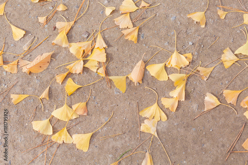 yellow ginkgo leaves on the ground in shinto shrine in chiba photo