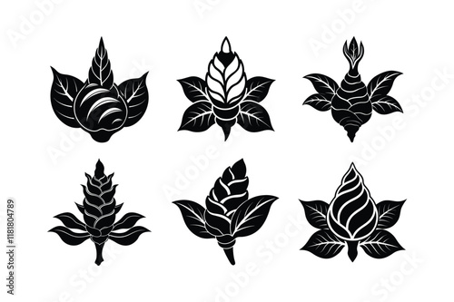 Galangal (Alpinia galanga) design, labeled silhouette vector illustration