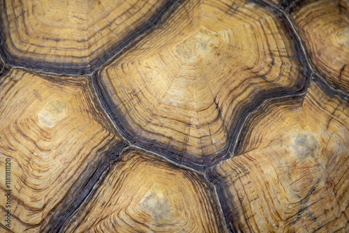 macro shot of a tortoise shell, showcasing its unique patterns and natural textures