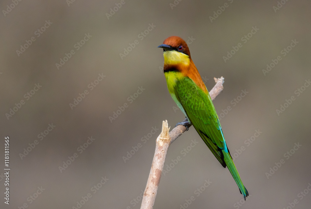 Obraz premium Chestnut-headed Bee-eater on the branch close up shot.