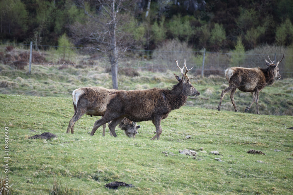 Majestic deer roam freely in the lush Scottish Highlands during a calm afternoon in spring Majestic deer roam freely in the lush Scottish Highlands during a calm afternoon in spring