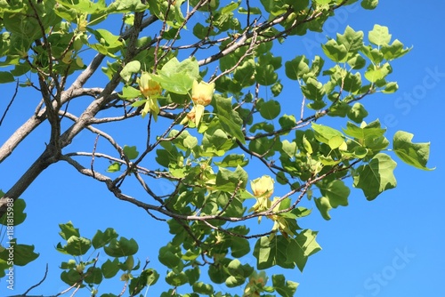 Tuliptree flowers in spring, Colorado photo