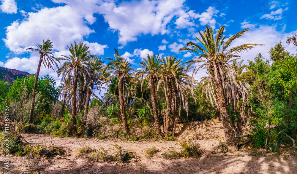 Lush green palm trees thrive in a beautiful oasis nestled within the breathtaking Atlas mountains of Morocco, creating a picturesque scene under a vibrant blue sky dotted with fluffy white clouds Lush green palm trees thrive in a beautiful oasis nestled within the breathtaking Atlas mountains of Morocco, creating a picturesque scene under a vibrant blue sky dotted with fluffy white clouds