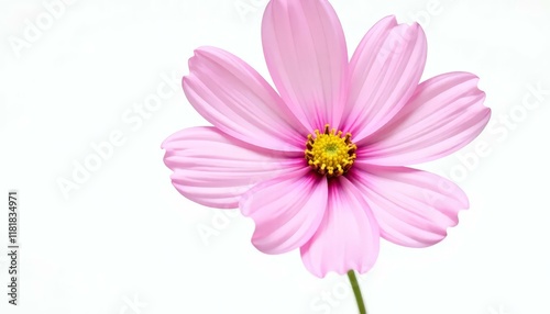 Pink Cosmos Flower Isolated, Delicate Floral Image,