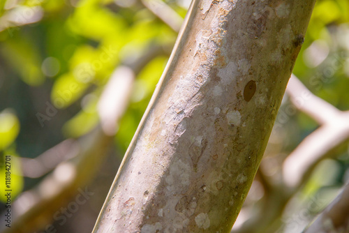 jabuticaba tree outdoors in Rio de Janeiro. photo