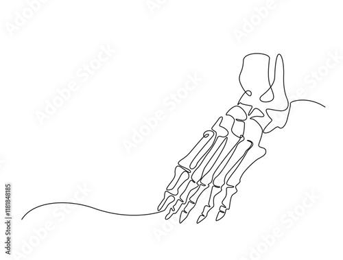 Continuous one line drawing bones of human foot.  bones of the foot in single line art vector illustration. Editable stroke.
