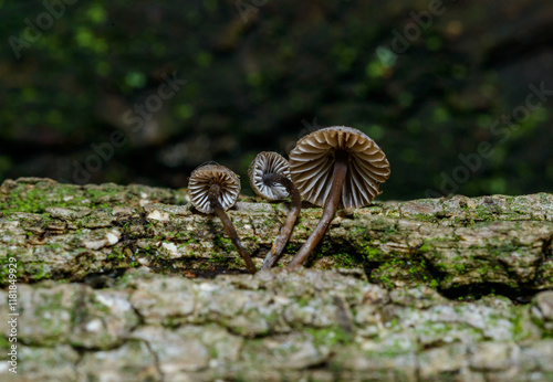 Mycena meliigena - small saprophytic mushroom growing on the bark of an old oak tree, Odessa photo