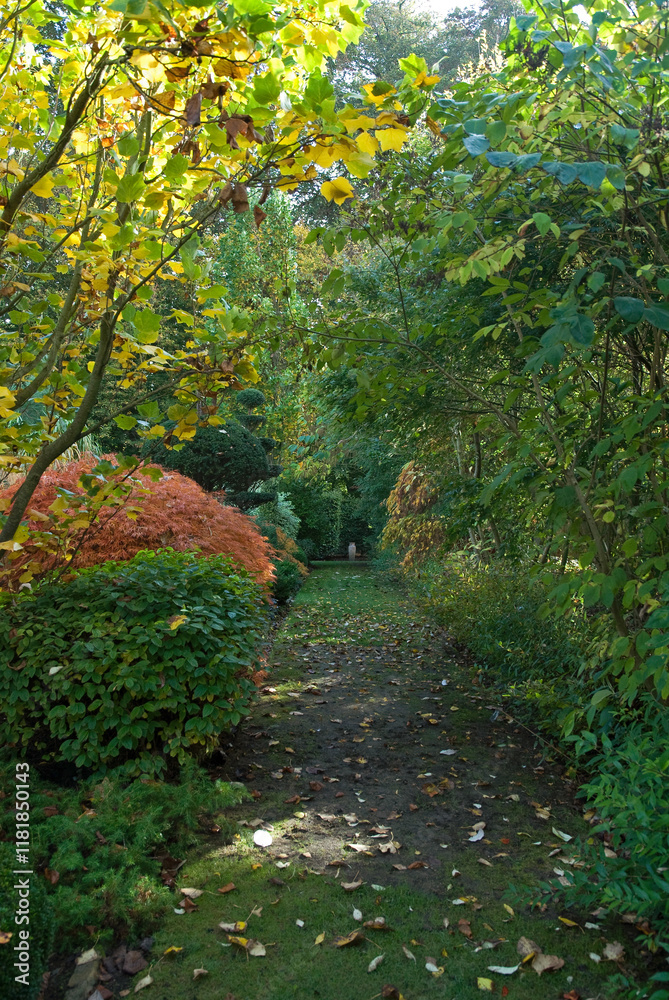 Acer palmatum, Erable palmé, Les Jardins de Castillon, Plantbessin, Castillon, 14, Calvados, France Acer palmatum, Erable palmé, Les Jardins de Castillon, Plantbessin, Castillon, 14, Calvados, France