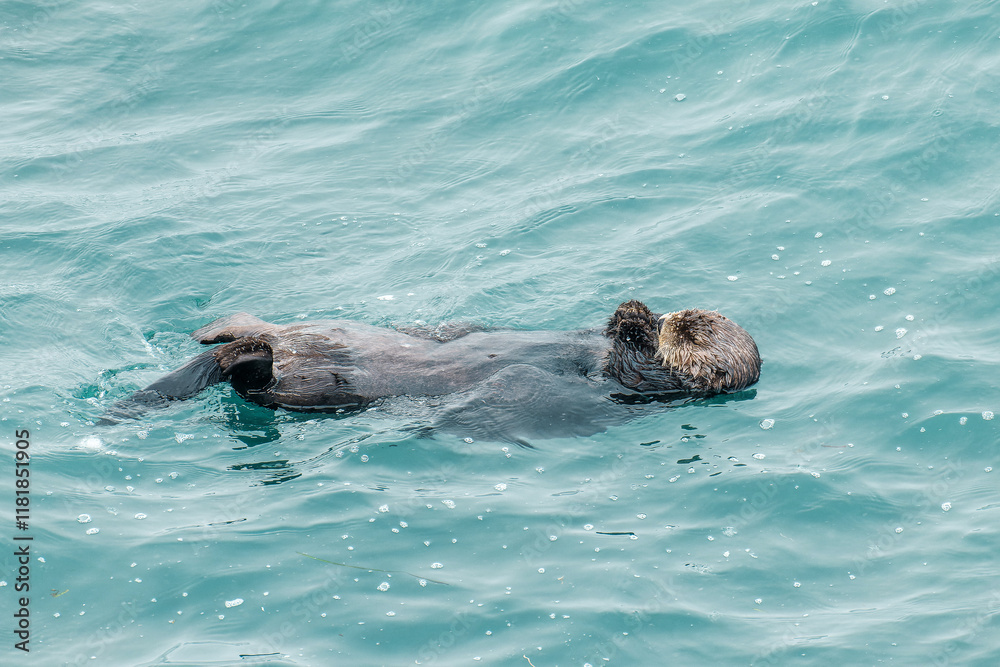 Obraz premium ラッコ