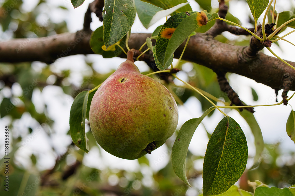 Diseases affecting pear trees in a picturesque orchard during late summer Diseases affecting pear trees in a picturesque orchard during late summer