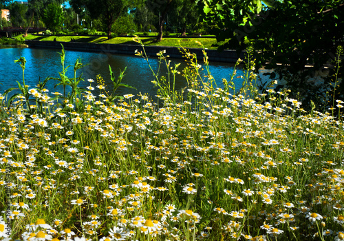 Medicinal chamomile, Matricaria chamomilla L. on the lake shore.
This is a medicinal plant. Used in alternative medicine.
 photo