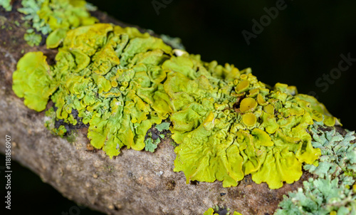 Xanthoria parietina - yellow-green lichen on a tree branch against the blue sky, Odessa photo