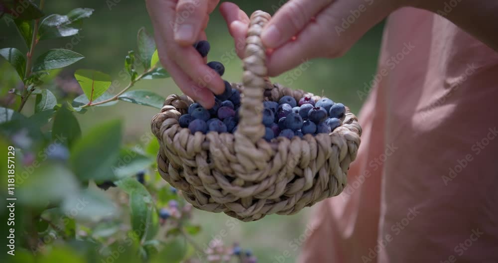 Weibliche Hand sortiert Blaubeeren in Körbchen