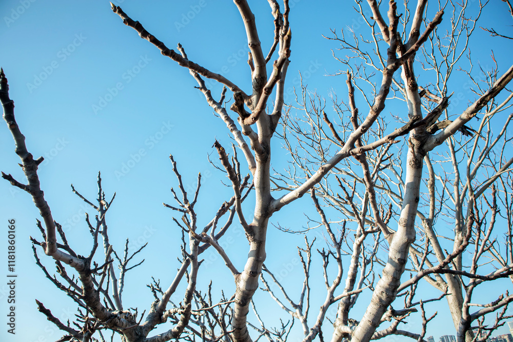 bare branches of a tree against sky bare branches of a tree against sky
