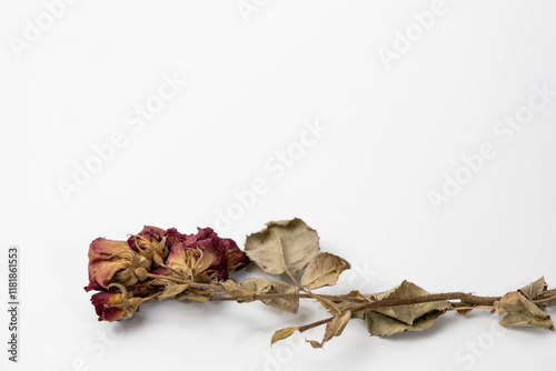 A beautiful dry rose on a white background. Dead flowers of the rose with copy space