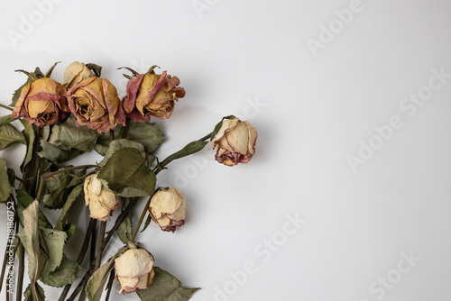 Fototapeta Naklejka Na Ścianę i Meble -  A beautiful buds of a dry rose on a white background. Dead flowers of the rose with copy space