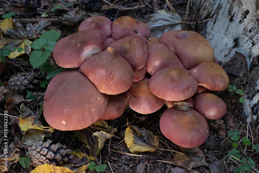 Mushrooms growing in the autumn forest. Mushrooms growing in the autumn forest.