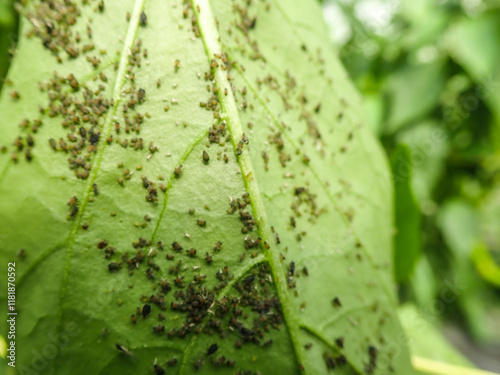 Aphids that feed on the underside of leaves to suck nectar, aphids on the inside of the leaf. Agricultural pest. Infected . Close up, Black pepper aphids infestation. Ants tending to aphids on plant. photo