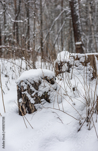 Virgin snow in a snowy forest, A snowy winter landscape,  snow-covered tree stumps and bare branches