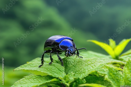 Rhinoceros beetle with its horn-like structure visible, showcasing its strong, rugged appearance and unique features in a natural setting. photo