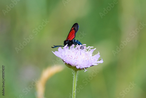Sumpfhornklee-Widderchen (Zygaena trifolii) 