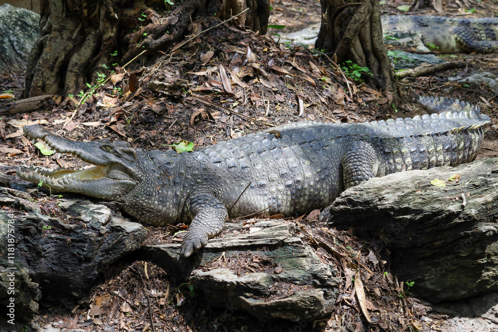 Close up crocodile is action show head in garden Close up crocodile is action show head in garden