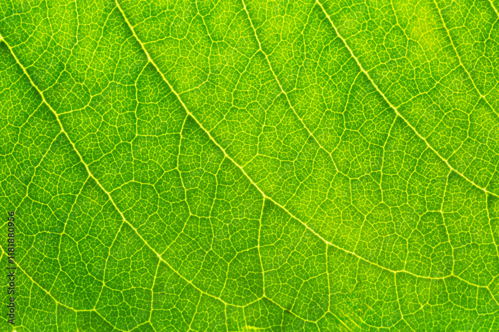 Macro close up of leaves,close-up view of a large leaf, with visible veins creating a beautiful network pattern across its textured surface. The vibrant green hue brings out its Macro close up of leaves,close-up view of a large leaf, with visible veins creating a beautiful network pattern across its textured surface. The vibrant green hue brings out its