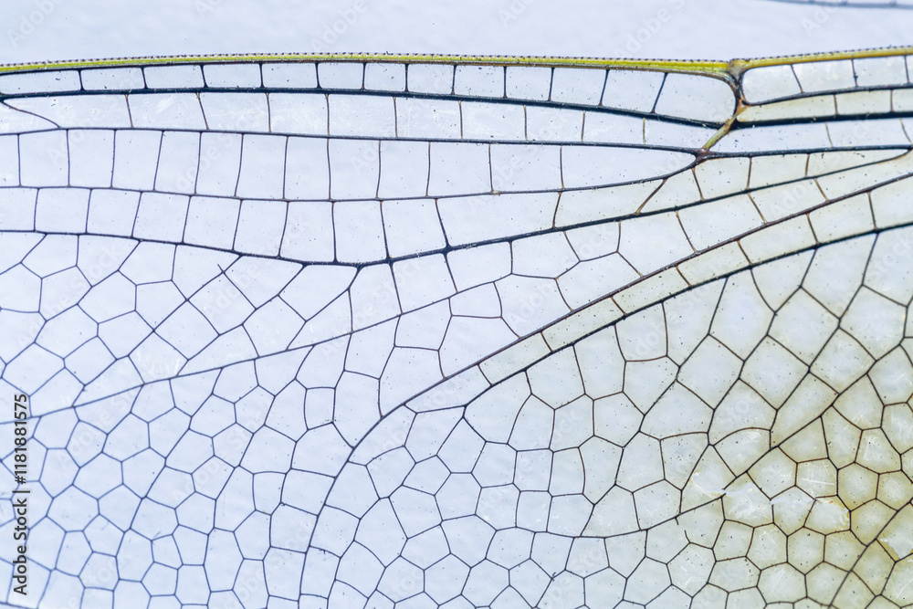 Close-up of dragonfly wings,Macro shots, Beautiful nature scene dragonfly. Showing of wings details. Close-up of dragonfly wings,Macro shots, Beautiful nature scene dragonfly. Showing of wings details.