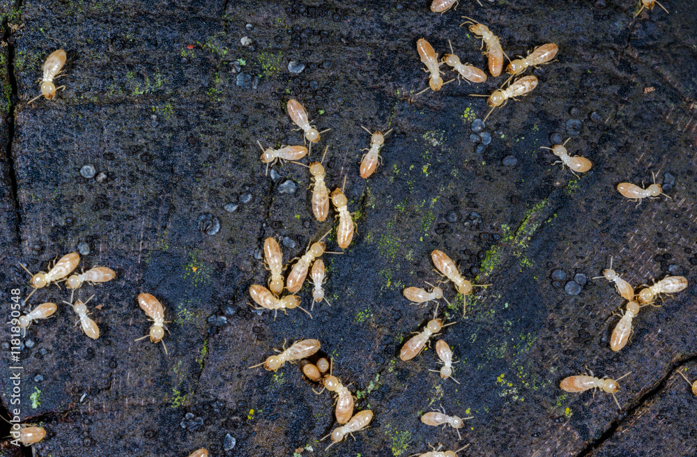 Reticulitermes lucifugus - A colony of termites living in rotten wood in southern Ukraine, Odessa Reticulitermes lucifugus - A colony of termites living in rotten wood in southern Ukraine, Odessa