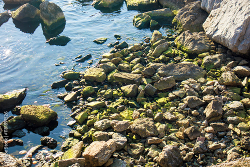 mossy stones on the beach in the daylight