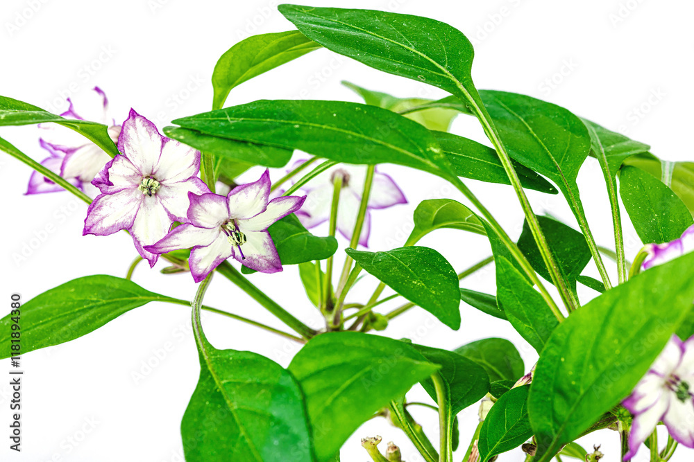 Obraz premium Blooming Bird's eye chili pepper. Urban farming concept, plant grows on the windowsill. Hot flavors