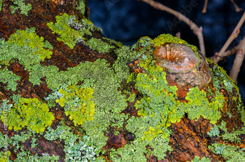 Xanthoria parietina - multiplying yellow-green lichen on the trunk of an old tree