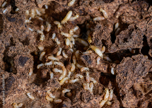 Reticulitermes lucifugus - A colony of termites living in rotten wood in southern Ukraine, Odessa photo