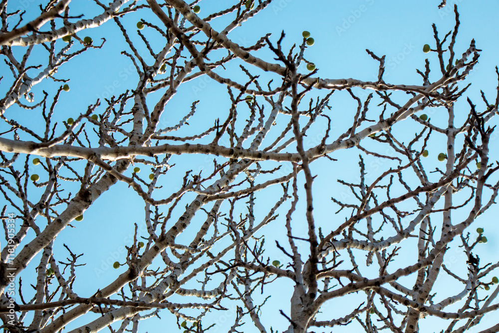 Obraz premium bare tree branches against blue sky