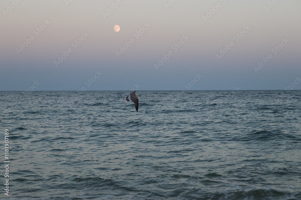 Fototapeta premium seagull 