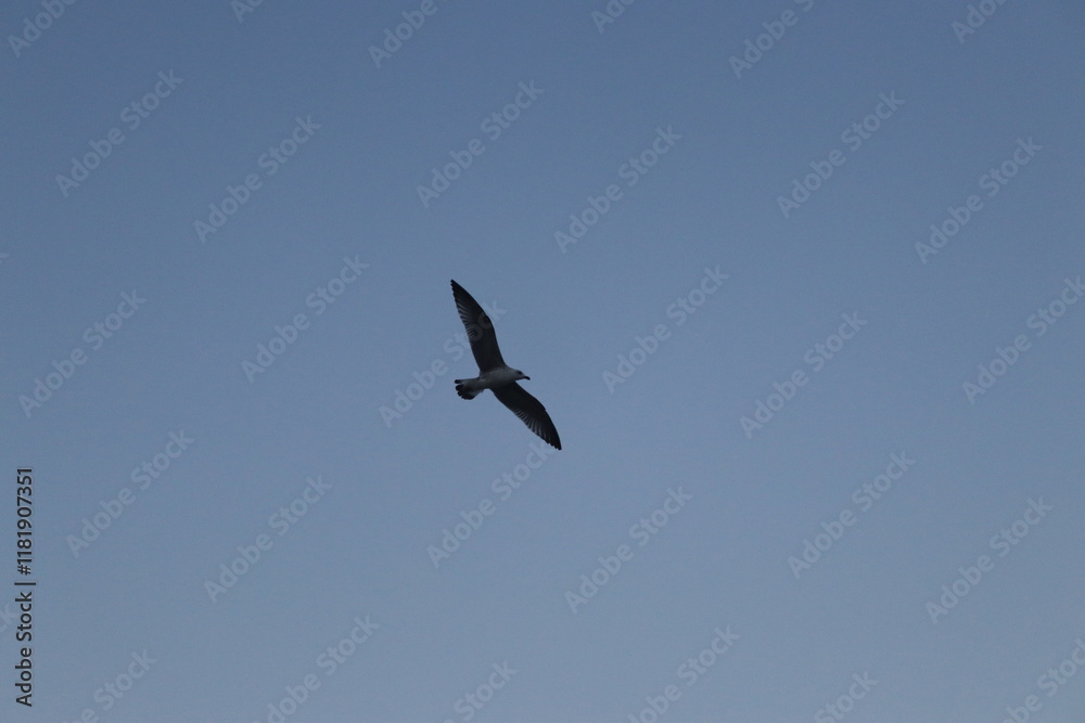 seagull seagull