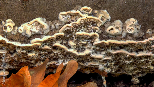 Postia sp. -Postia undosa, inedible tree fungus on an old rotten tree trunk in the garden photo