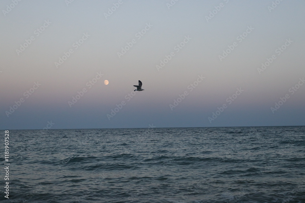 Fototapeta premium seagull