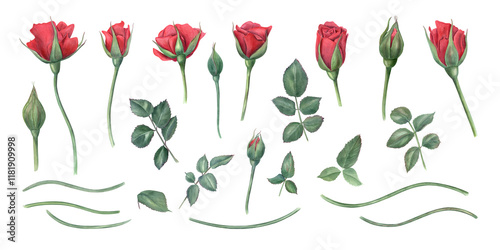 Red rose flower elements set watercolor illustration. Garden rose flowers at different stages of blooming with green leaves, stems. For birthday arrangement, wedding concept, greeting card design