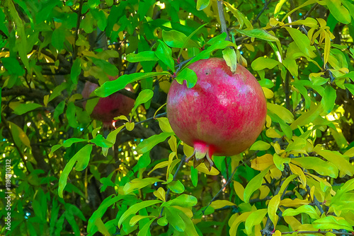 Ripe red pomegranate Punica granatum fruits against green leaves in autumn in the garden, Ukraine photo