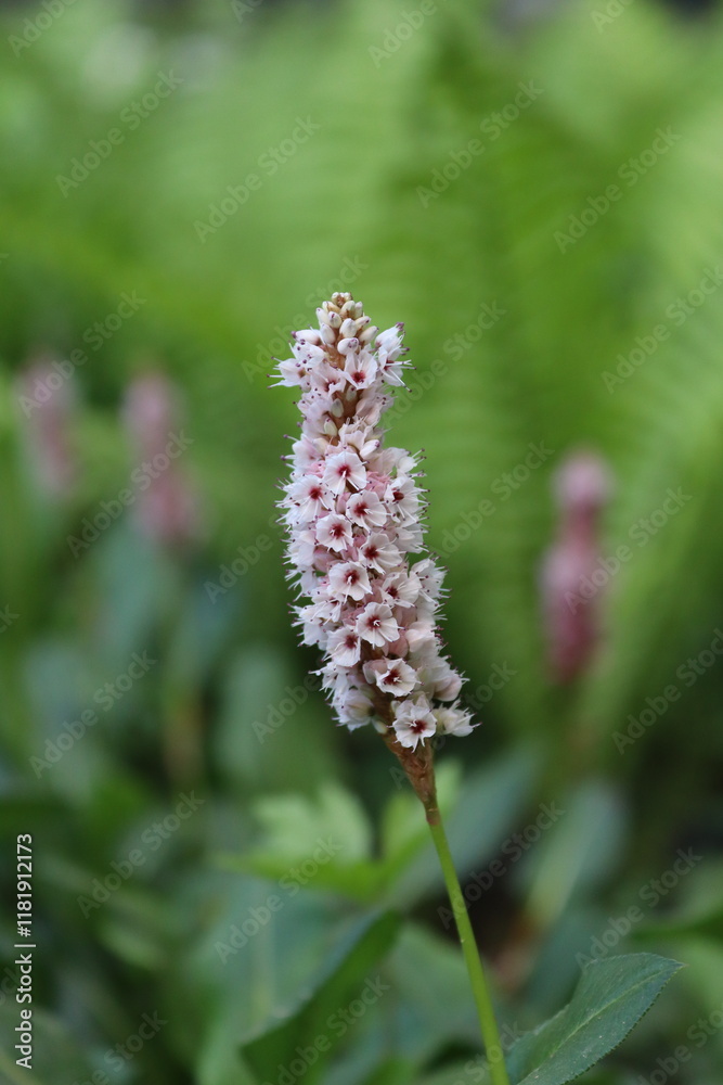 pink and white flowers