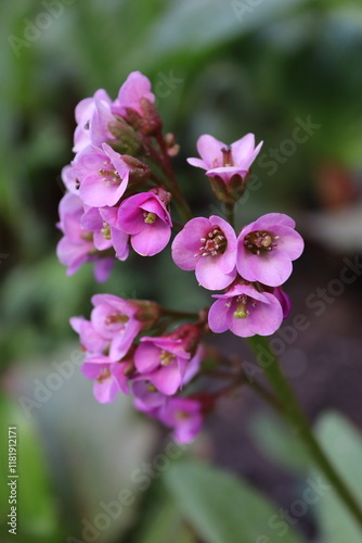 pink and purple