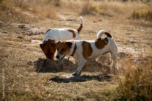 Energetic Jack Russell Terriers in a Sunny Field photo