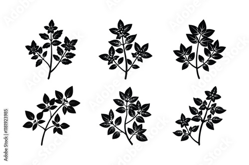 Marjoram (Origanum majorana) design, labeled silhouette vector illustration