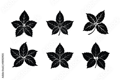 Mint (Mentha) design, labeled silhouette vector illustration